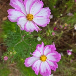 피드에 업로드 된 이미지