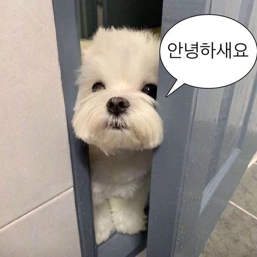 피드 이미지