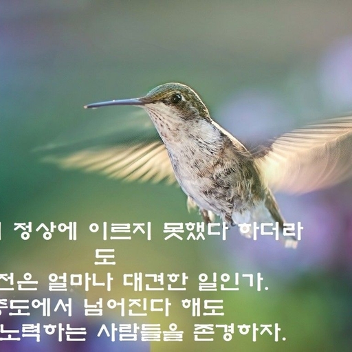 피드 이미지
