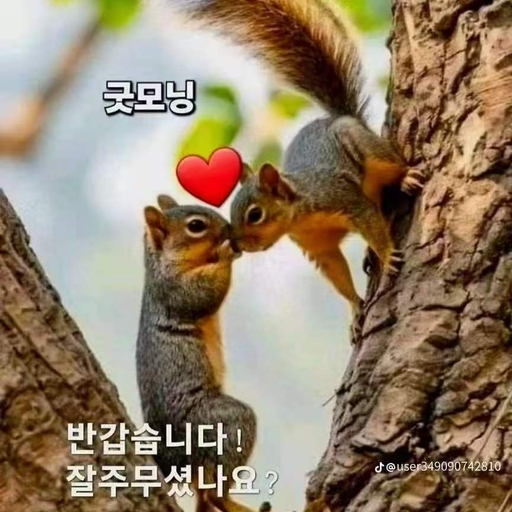 피드 이미지