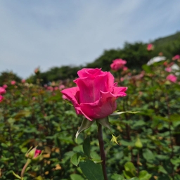 피드에 업로드 된 이미지