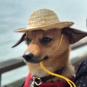 피드 작성자 프로필