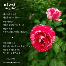 피드에 업로드 된 이미지