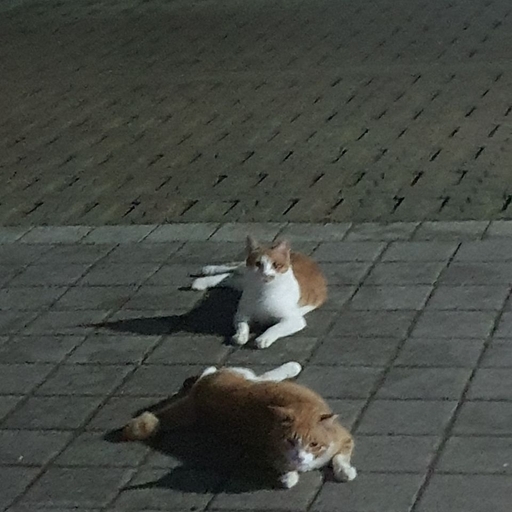 피드 이미지