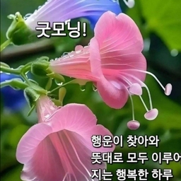 피드에 업로드 된 이미지