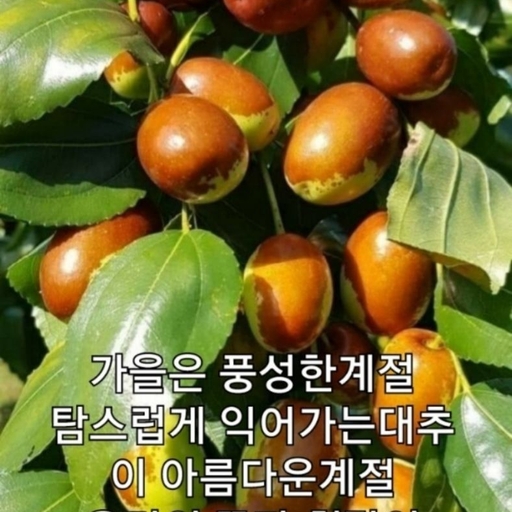 피드 이미지