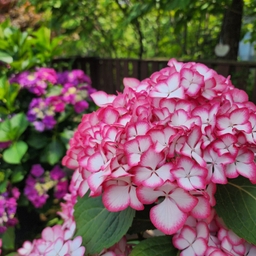 피드에 업로드 된 이미지