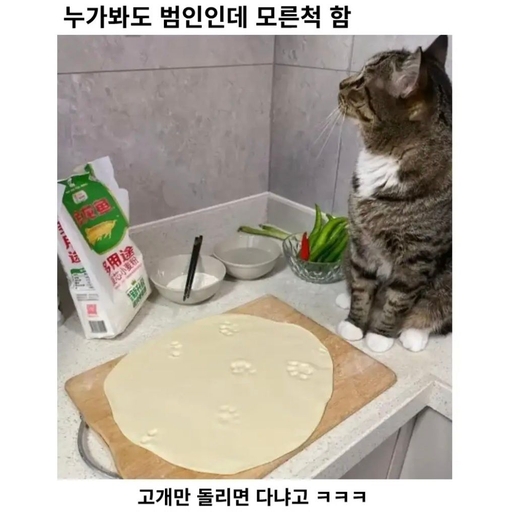 피드 이미지