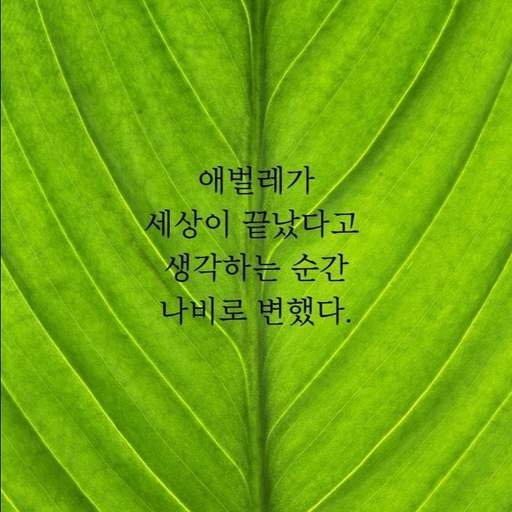 피드 이미지