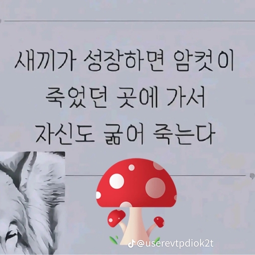 피드 이미지