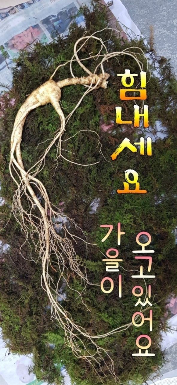 피드에 업로드 된 이미지
