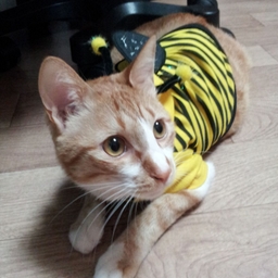 공지사항에 업로드 된 이미지