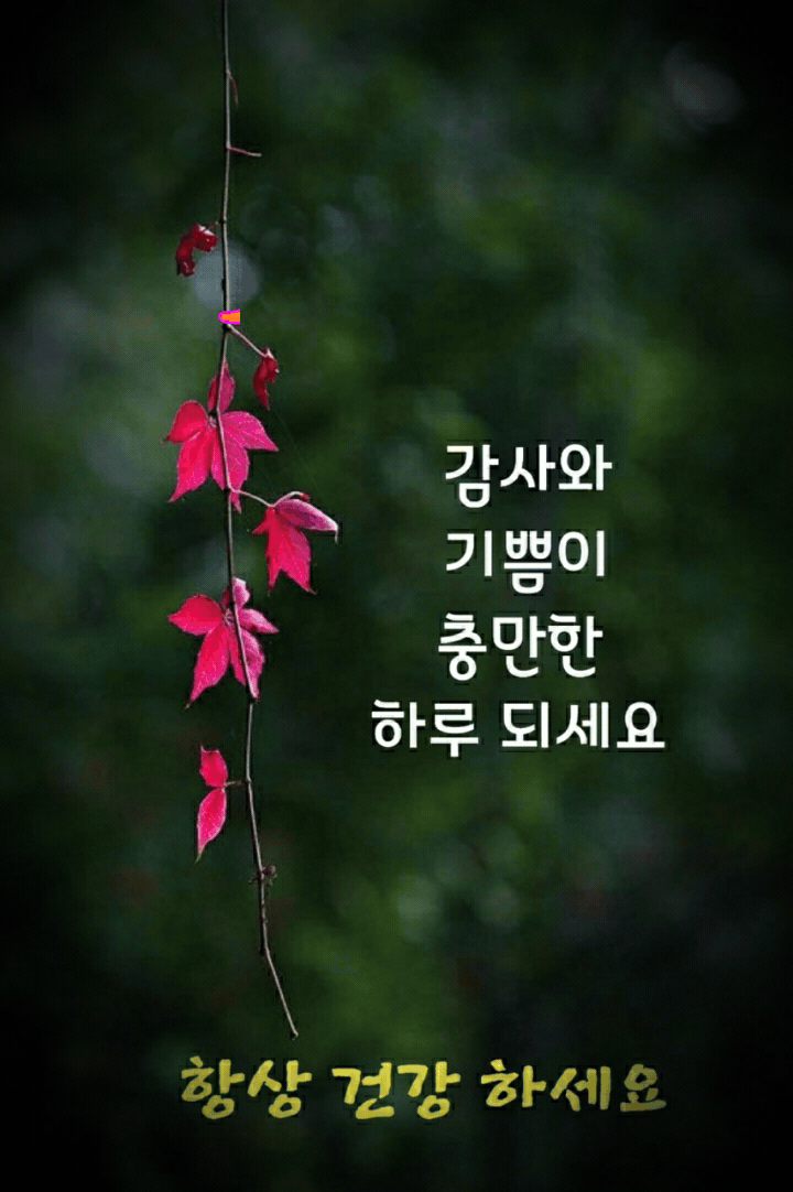 피드 이미지
