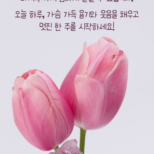 피드 이미지