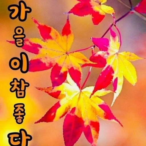 피드 이미지