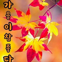 피드에 업로드 된 이미지