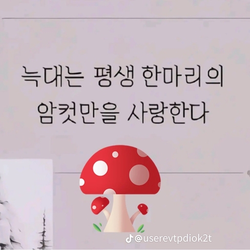 피드 이미지