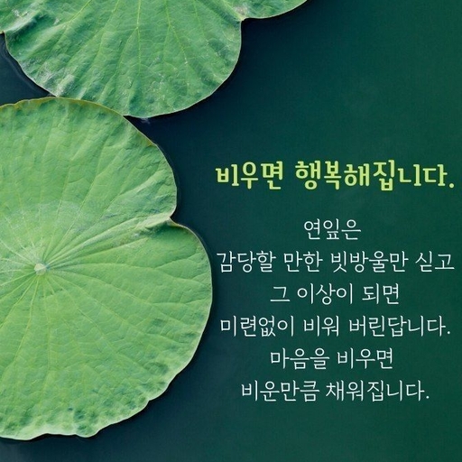 피드 이미지