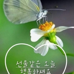 피드에 업로드 된 이미지