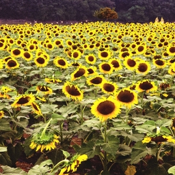 피드에 업로드 된 이미지