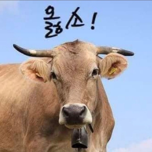 피드 이미지