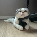 피드 작성자 프로필