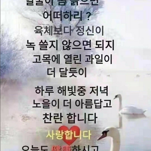 피드 이미지