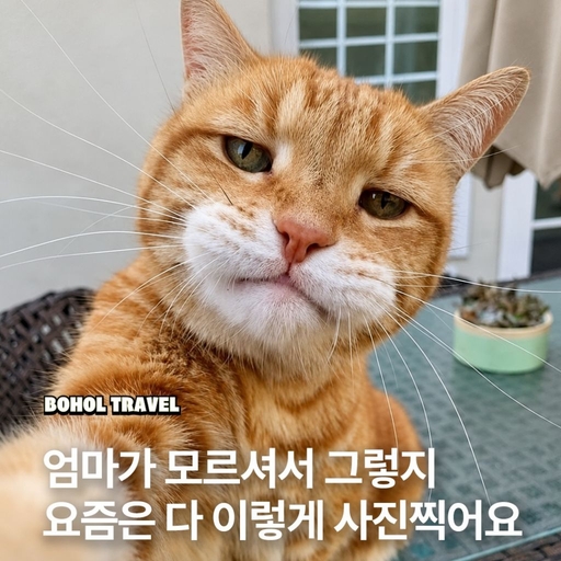 피드 이미지