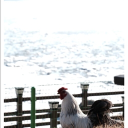 피드에 업로드 된 이미지