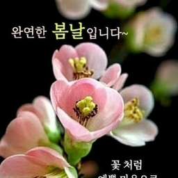 피드에 업로드 된 이미지