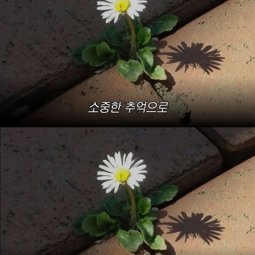피드 이미지