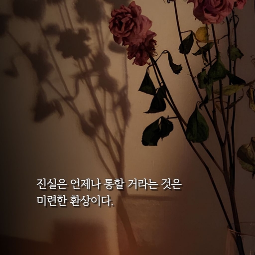 피드 이미지