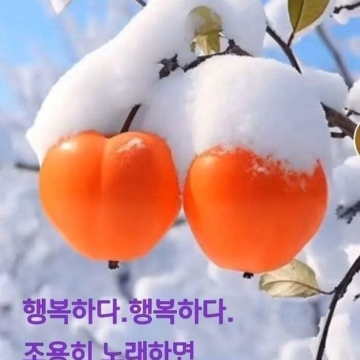 피드 이미지