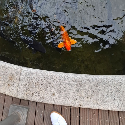 피드 이미지