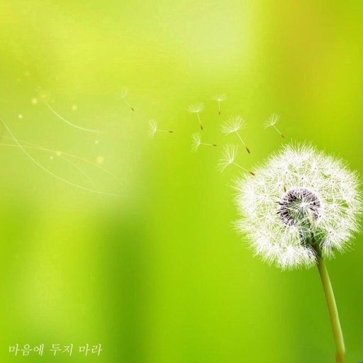 피드 이미지