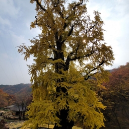 피드에 업로드 된 이미지