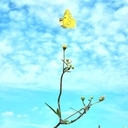 피드 작성자 프로필