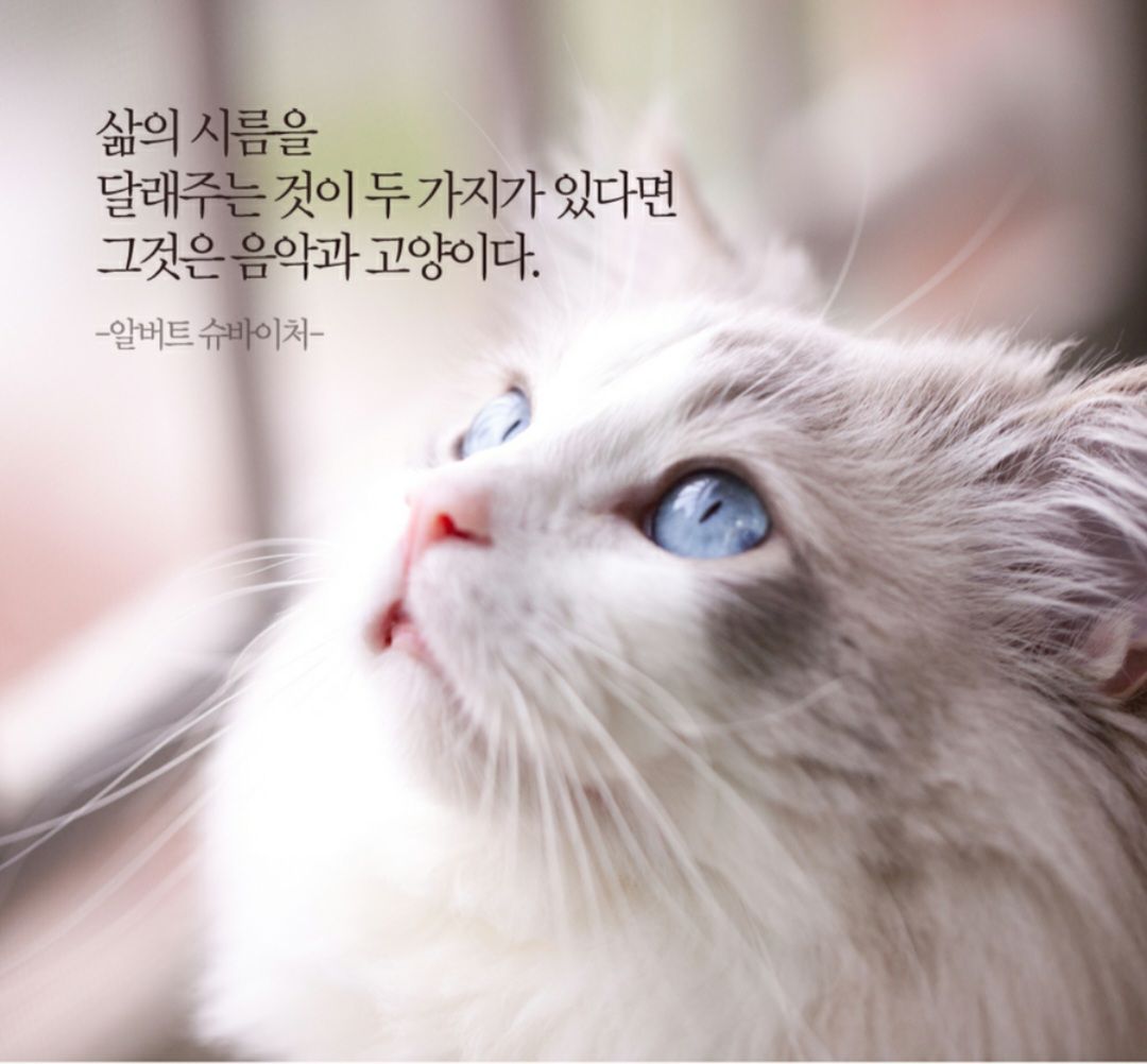 피드 이미지