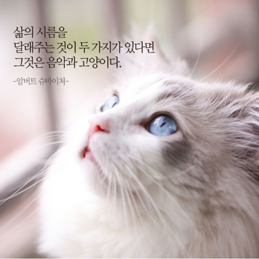 피드 이미지