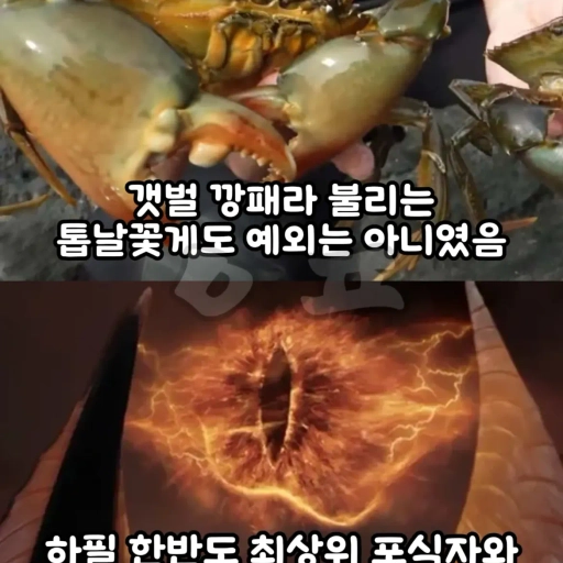 피드 이미지
