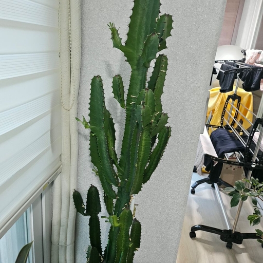 피드 이미지