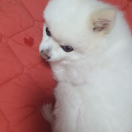 피드 이미지