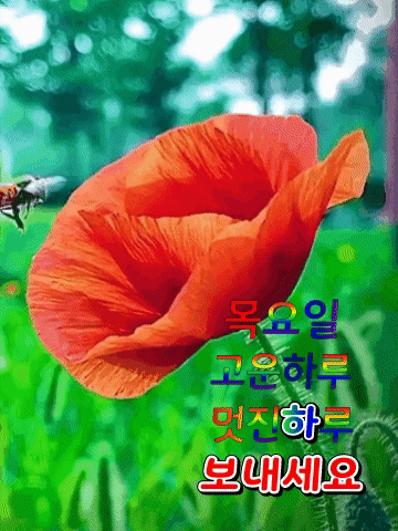 피드에 업로드 된 이미지