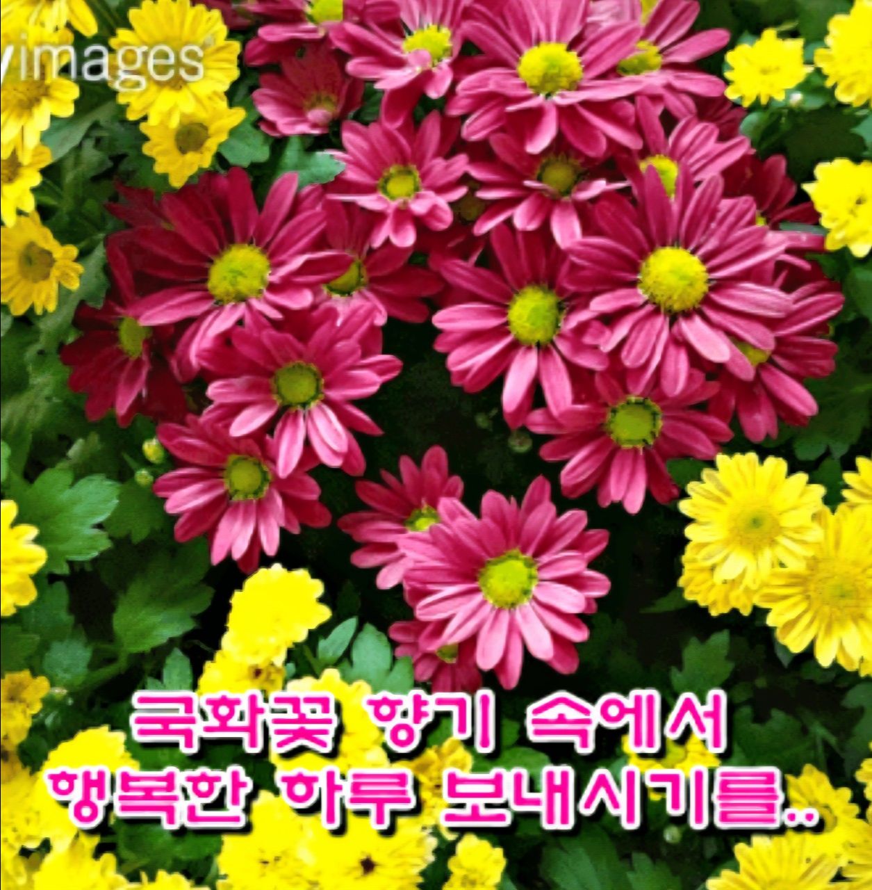 피드에 업로드 된 이미지