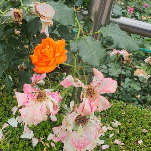 피드 이미지