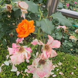 피드에 업로드 된 이미지