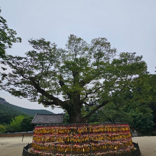 피드 이미지