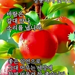 피드에 업로드 된 이미지