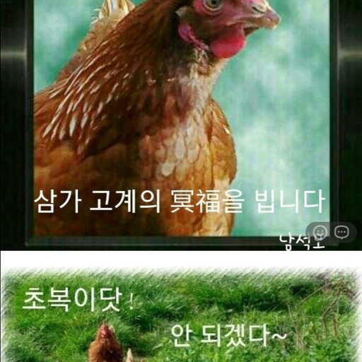 피드 이미지