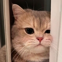 피드 작성자 프로필